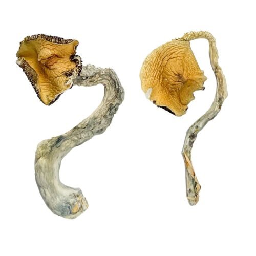 Buy Panama Magic Mushrooms - FunGuyz Canada