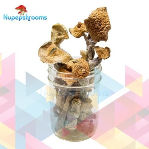 Golden Penis Envy Magic Mushrooms (Premium)