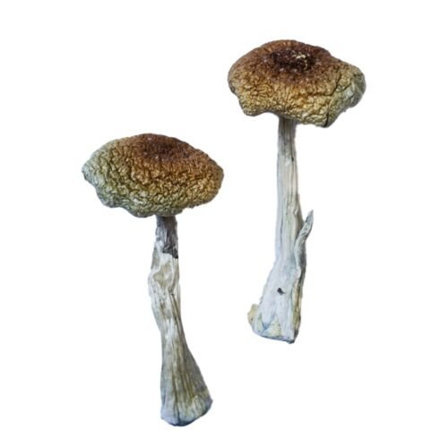 Buy Psilocybe Aztecorum Magic Mushrooms - FunGuyz Canada