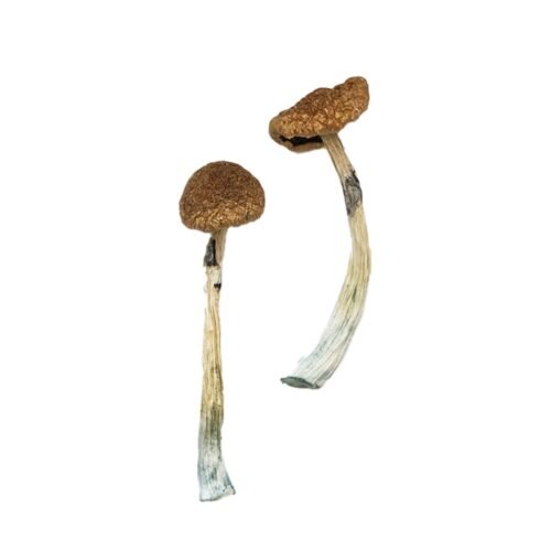 Buy Puerto Rican Magic Mushrooms - FunGuyz Canada