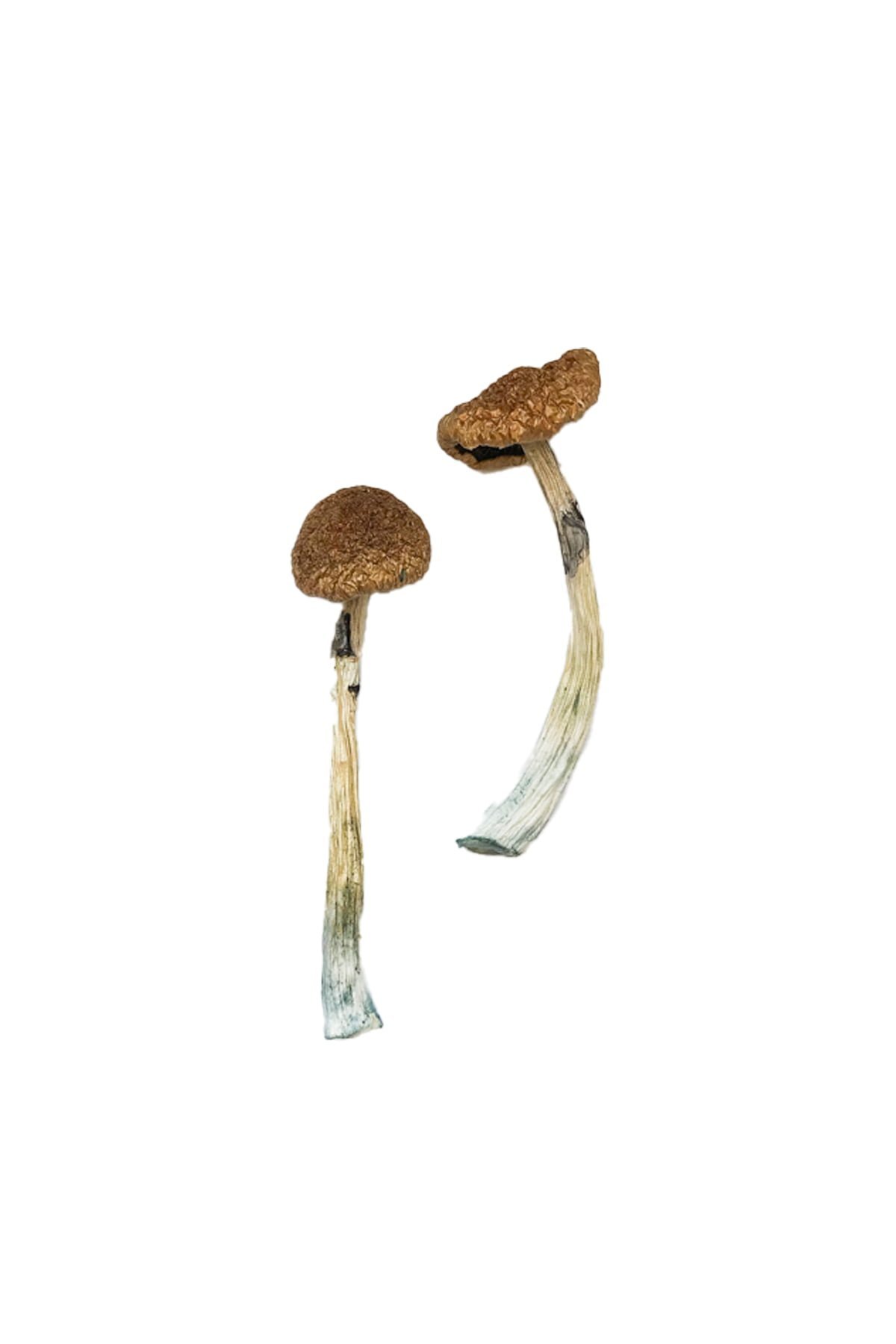 Buy Puerto Rican Magic Mushrooms - FunGuyz Canada