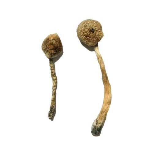 Buy Rusty Whyte Magic Mushrooms - FunGuyz Canada