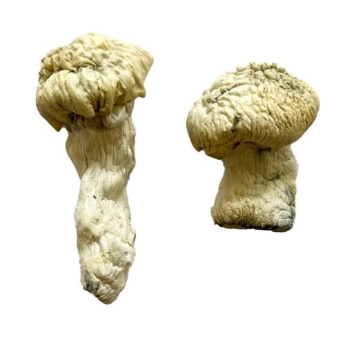 Buy Shakti (Albino Malabar) Magic Mushrooms - FunGuyz Canada