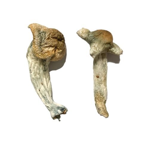 Buy Shepherds Cut Penis Envy Magic Mushrooms - FunGuyz Canada