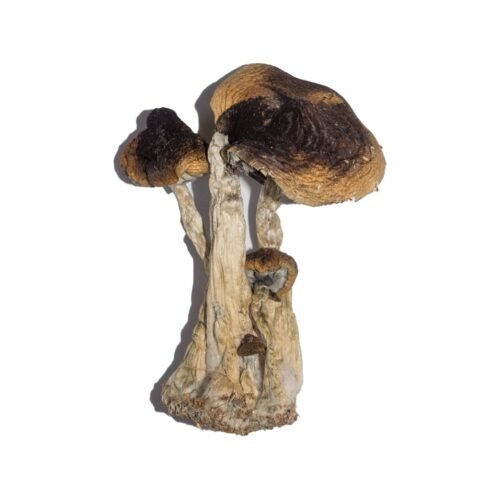 Buy South American Magic Mushrooms - FunGuyz Canada
