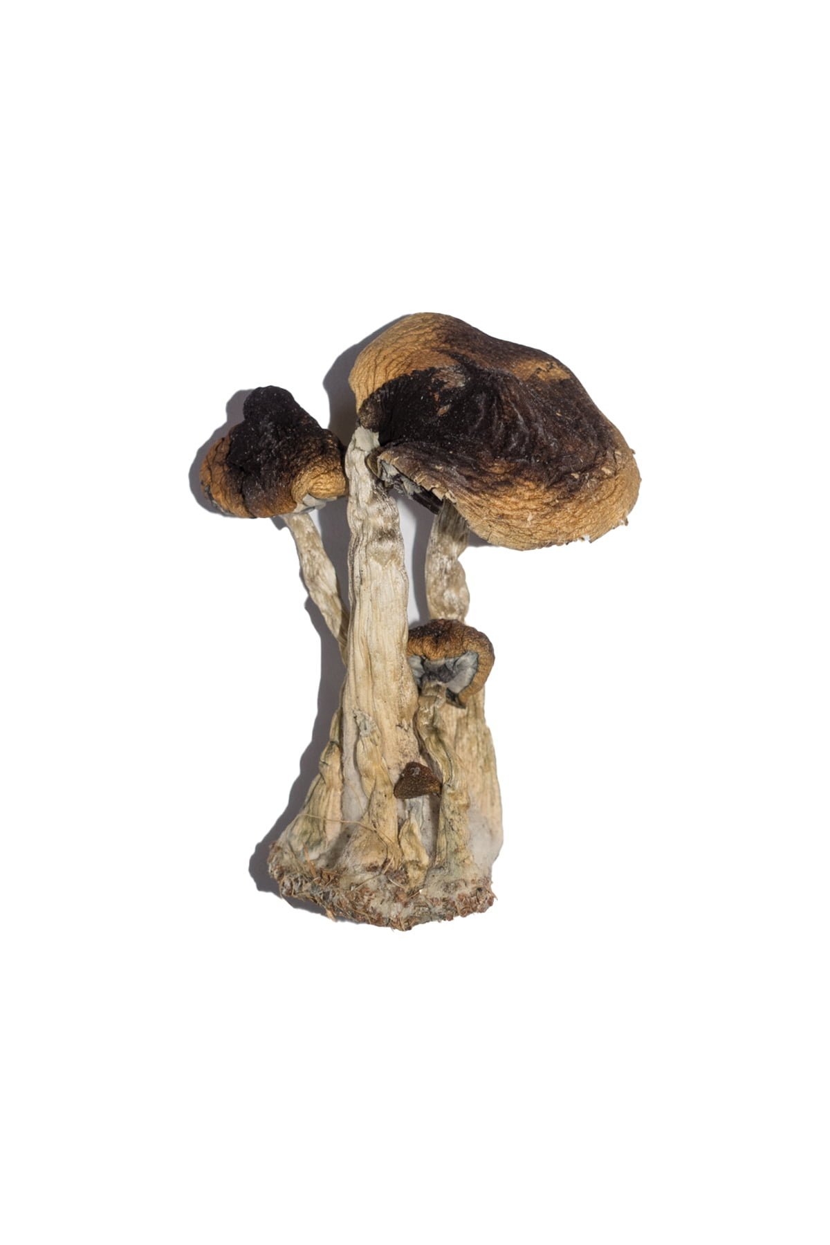 Buy South American Magic Mushrooms - FunGuyz Canada