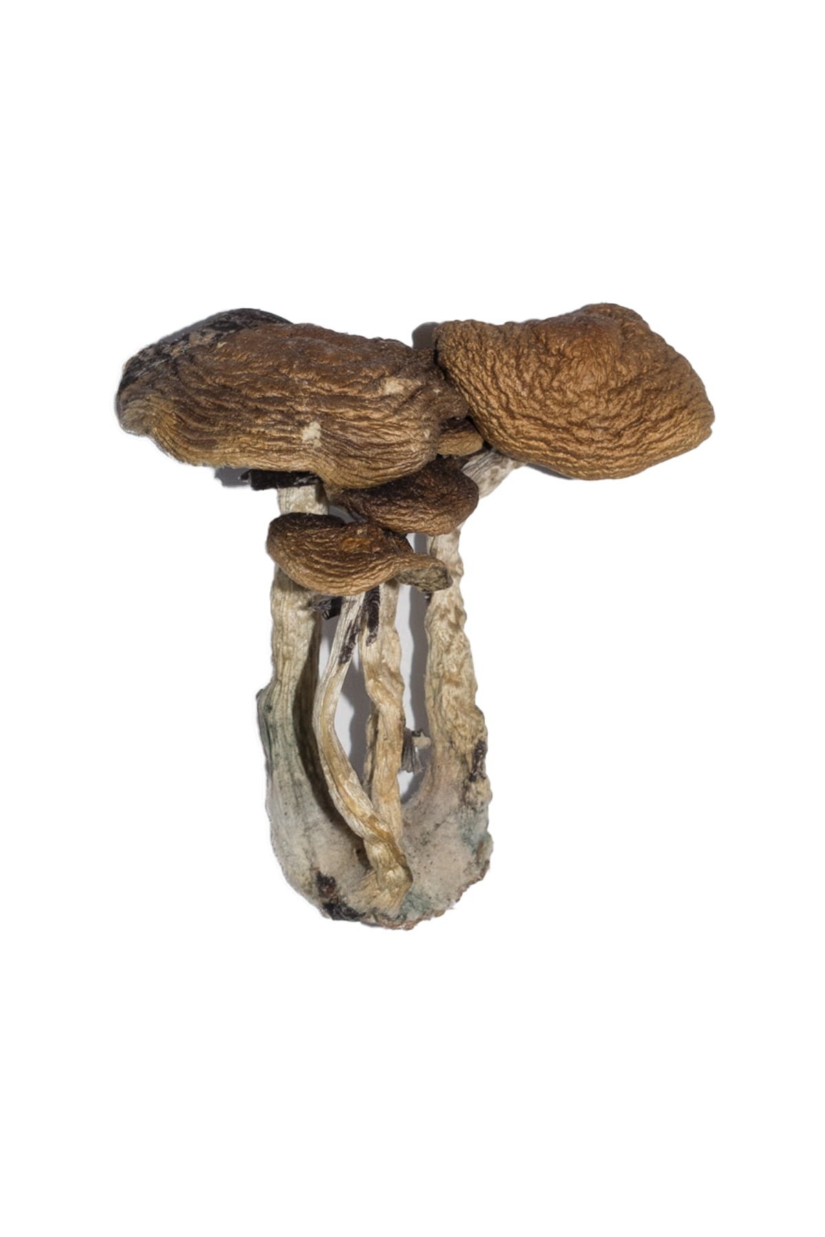 Buy South American Magic Mushrooms - Image 2