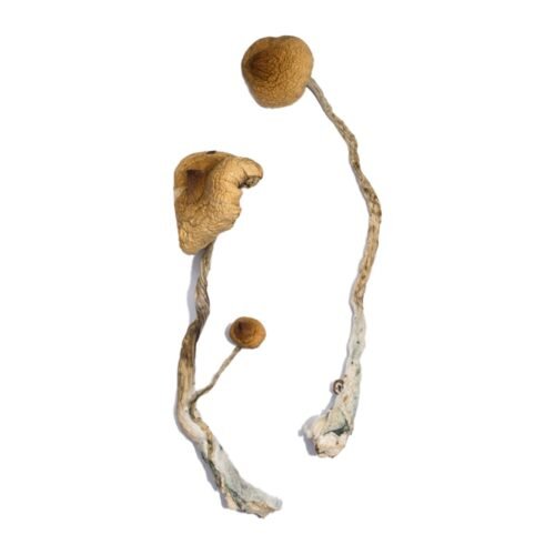 Buy Syzygy Magic Mushrooms - FunGuyz Canada