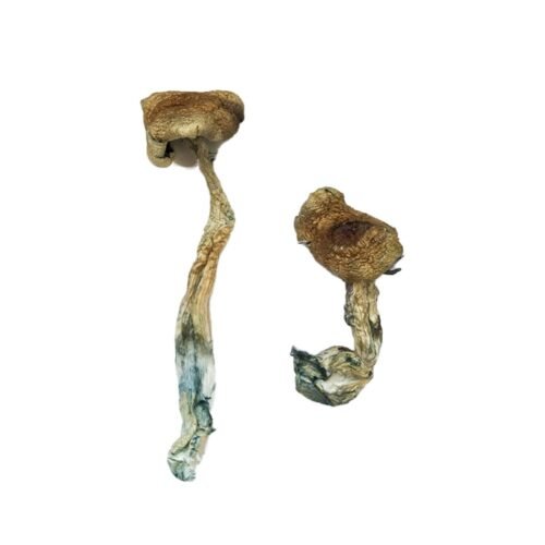 Buy Texas Yellow Cap Magic Mushrooms - FunGuyz Canada
