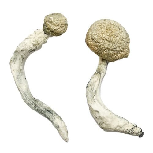 Buy Thrasher Magic Mushrooms - FunGuyz Canada
