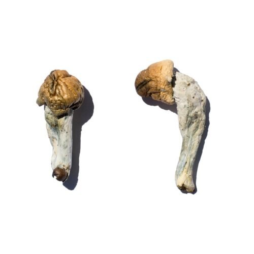 Buy Trans Envy Magic Mushrooms - FunGuyz Canada
