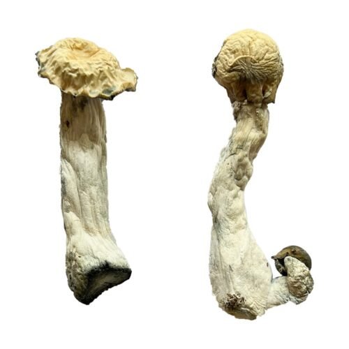 Buy Trinity Magic Mushrooms - FunGuyz Canada