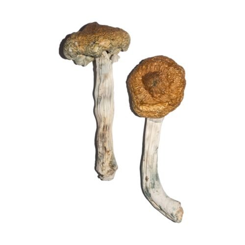 Buy Vietnamese Magic Mushrooms - FunGuyz Canada
