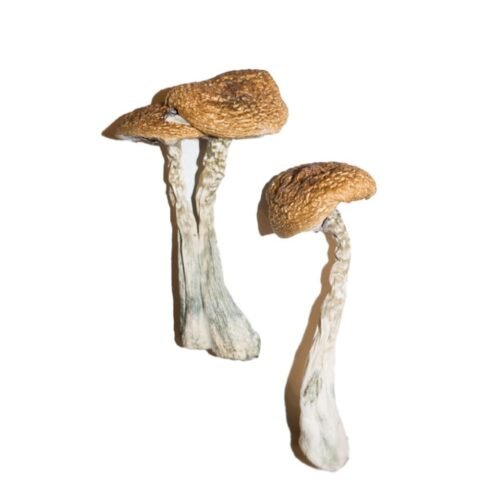 Buy Wavy Caps Magic Mushrooms - FunGuyz Canada