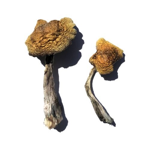 Buy Wollongong Magic Mushrooms - FunGuyz Canada