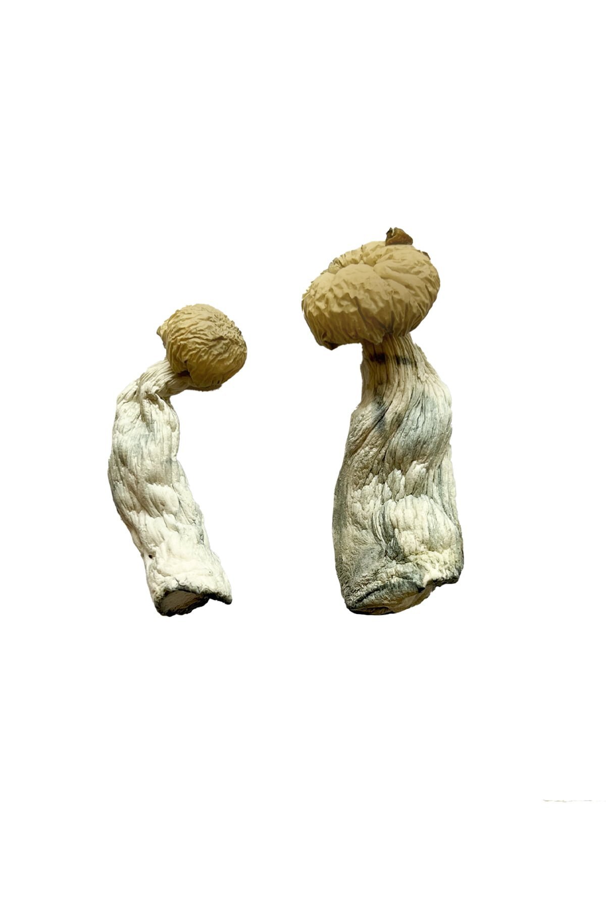 Buy Yeti Magic Mushrooms - FunGuyz Canada