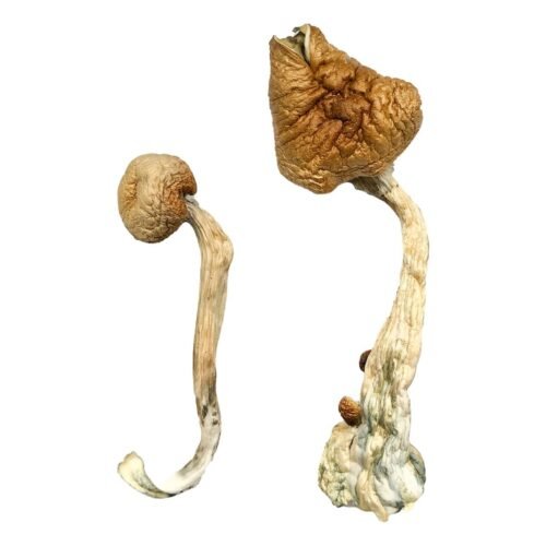 Bulk Transkei Magic Mushrooms