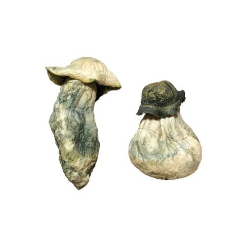 Albino Penis Envy Magic Mushrooms - FunGuyz Canada
