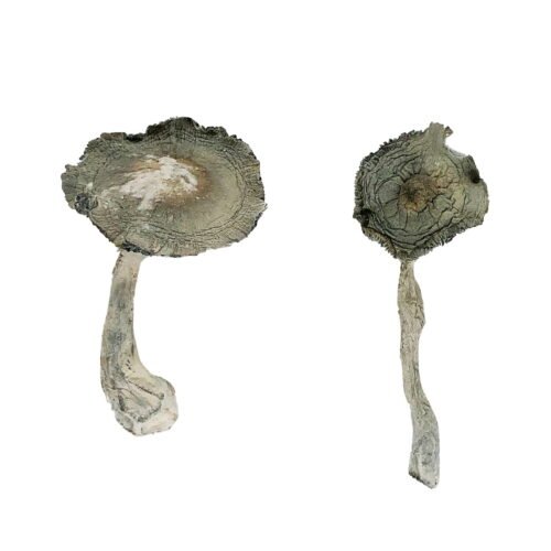 APEX Magic Mushrooms - FunGuyz Canada