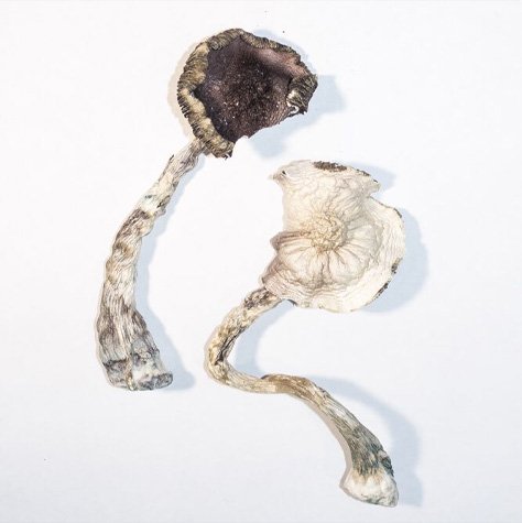 BUY ALBINO A+ MAGIC MUSHROOMS ONLINE - FunGuyz Canada