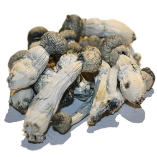 Buy Albino Penis Envy Mushrooms Online - FunGuyz Canada