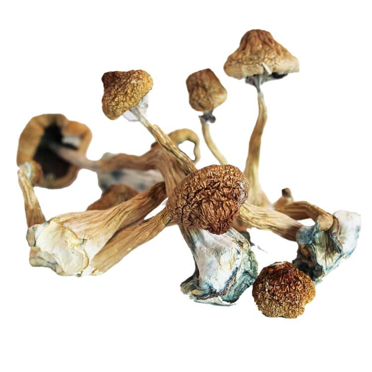 Blue Pulaski Magic Mushroom