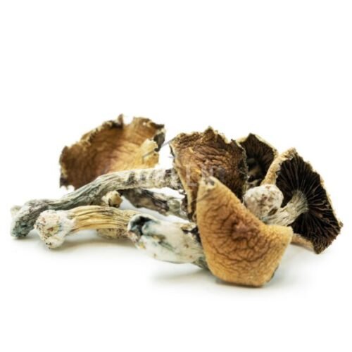 Buy Brazilian Cubensis Online - FunGuyz Canada