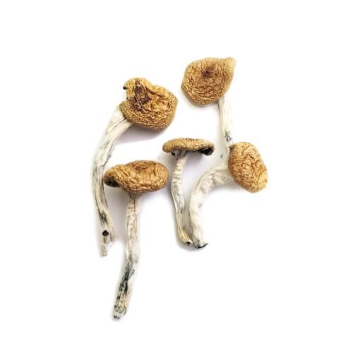 Buy Burma Magic Mushrooms Online - FunGuyz Canada