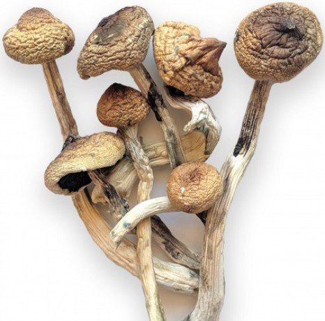 Buy Ecuadorian Magic Mushrooms Online - FunGuyz Canada