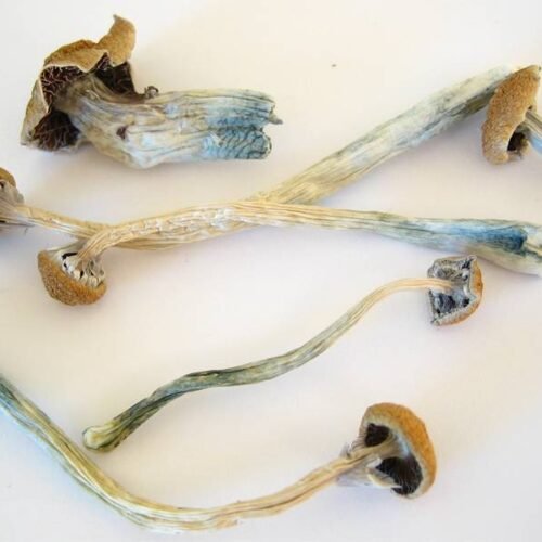 Buy Liberty Cap Magic Mushrooms Online - FunGuyz Canada