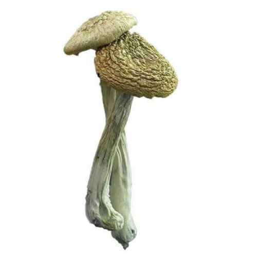 Buy Psilocybe Azurescens Mushrooms Online - FunGuyz Canada