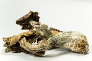 Buy Psilocybe cubensis Online - FunGuyz Canada