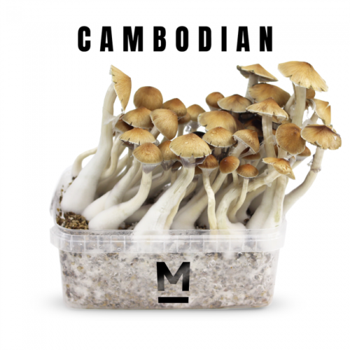 Squat Mak Magic Mushroom