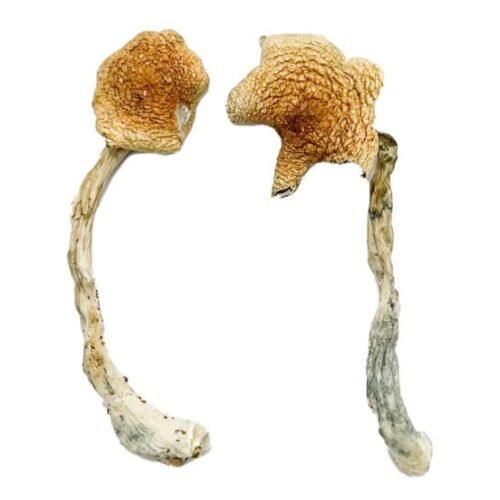 Blue Pulaski Magic Mushrooms