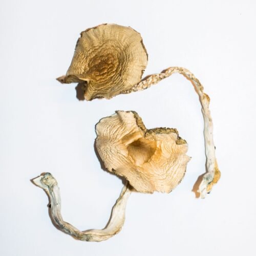 Golden Halo Magic Mushrooms