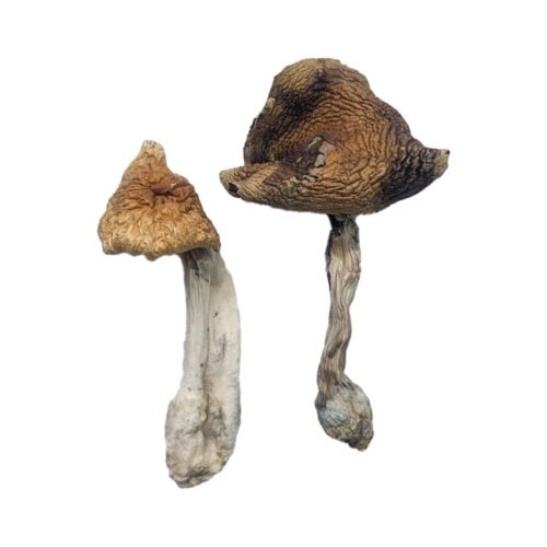 Hawaiian Magic Mushrooms - FunGuyz Canada