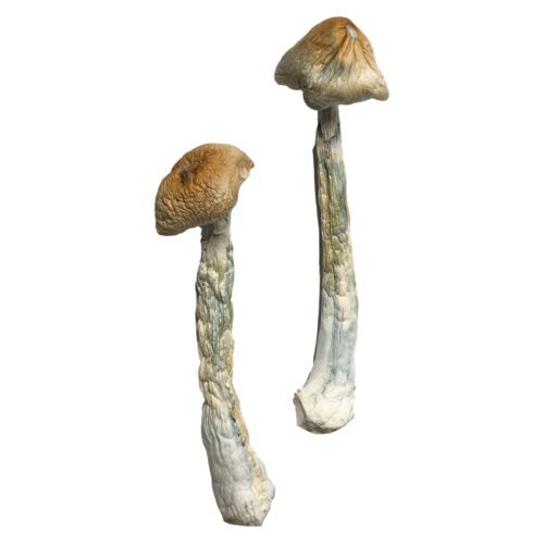 HillBilly Magic Mushrooms - FunGuyz Canada