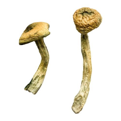Jerry Garcia Magic Mushrooms - FunGuyz Canada