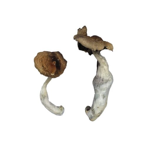 Koh Samui Magic Mushrooms - FunGuyz Canada