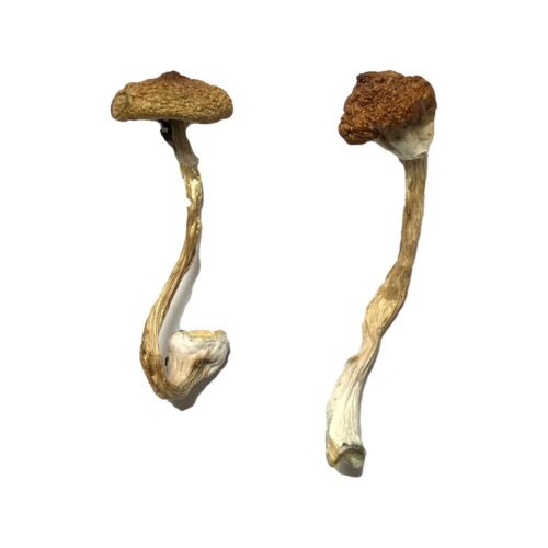 Koh Samui Super Strain Magic Mushrooms - FunGuyz Canada