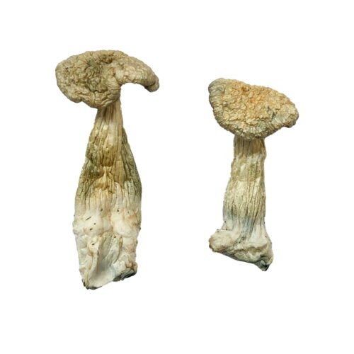Leucistic Burma Magic Mushrooms - FunGuyz Canada
