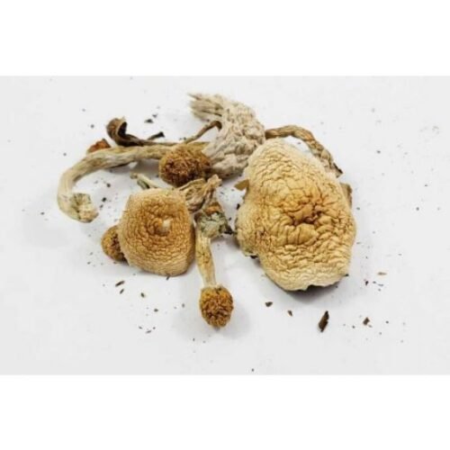 Nepal Chitwan Magic Mushrooms - FunGuyz Canada