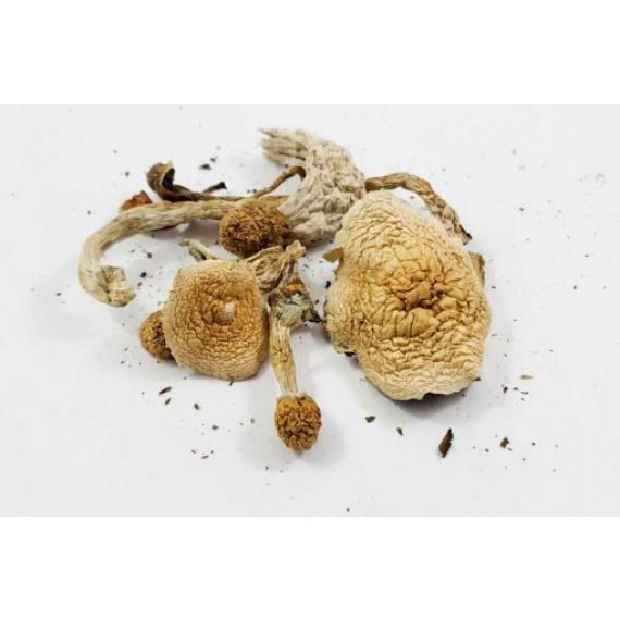Nepal Chitwan Magic Mushrooms - FunGuyz Canada