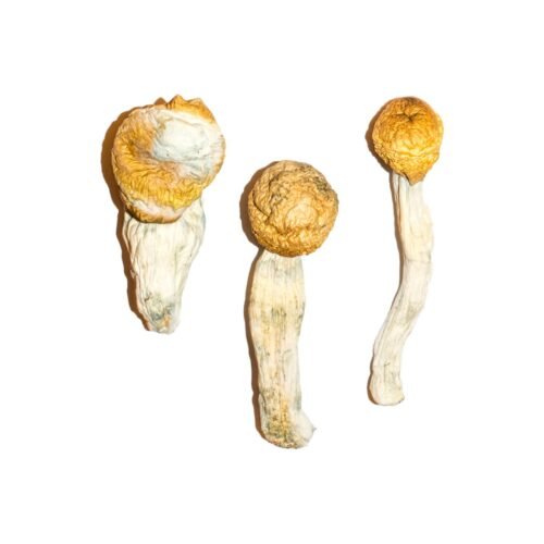 Penis Envy Magic Mushrooms - FunGuyz Canada