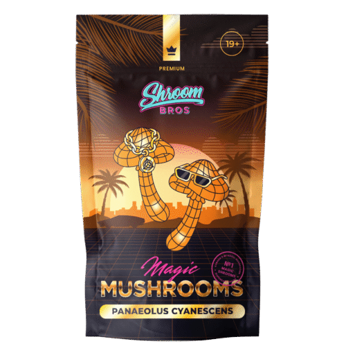 Panaeolus Cyanescens Magic Mushroom - FunGuyz Canada